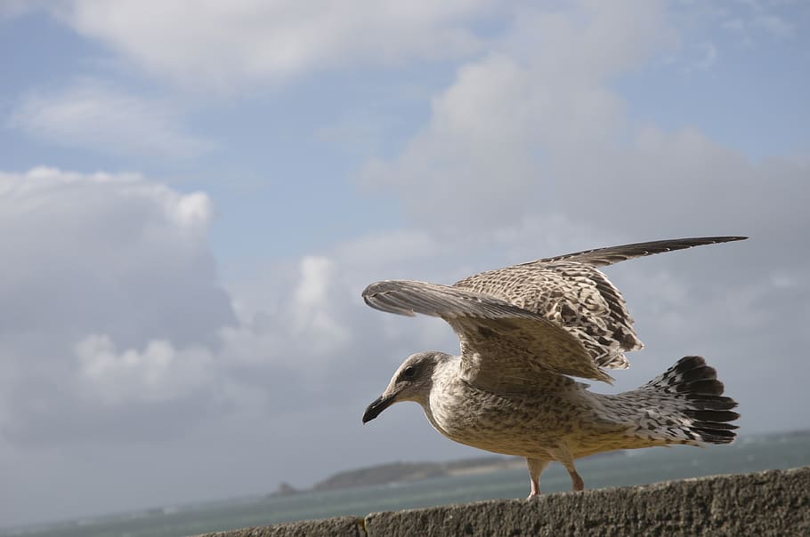 seagull, cloud, bird, cloud - sky, animal themes, vertebrate HD wallpaper