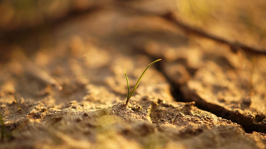 landscape, nature, sand, dry, close-up, close-up view, environment HD wallpaper