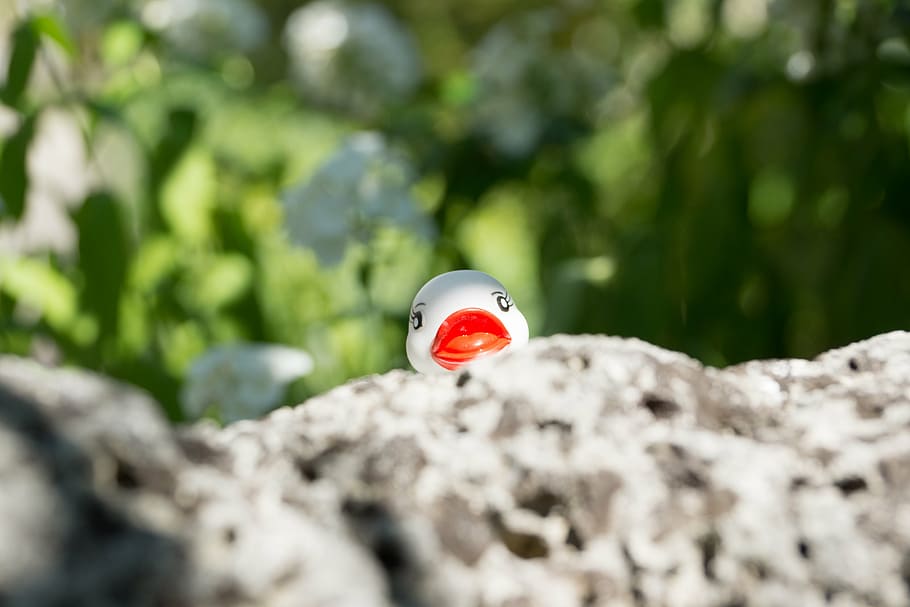 duck, stone, white, hide, shy, selective focus, ladybug, close-up HD wallpaper