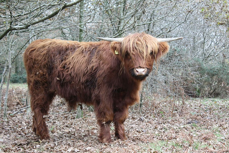 highland cow, cattle, mammal, animal, livestock, animal themes, HD wallpaper