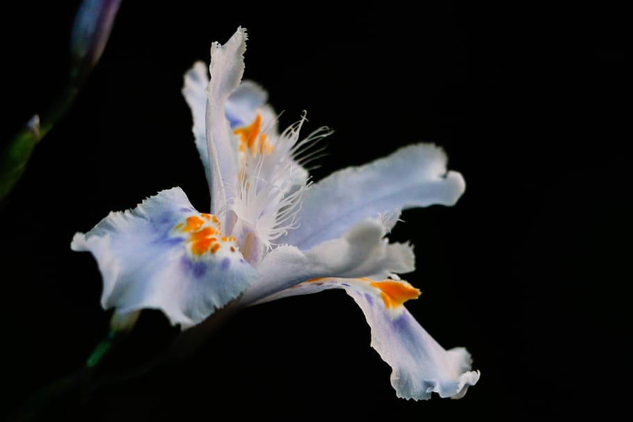 Flower, Night, Dark, black background, motion, no people, close-up HD wallpaper