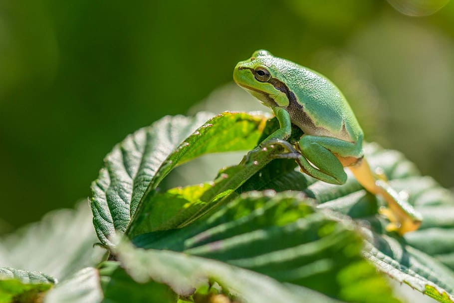 Green, Tree Frog, Sheet, Bush, Macro, green color, animal wildlife HD wallpaper