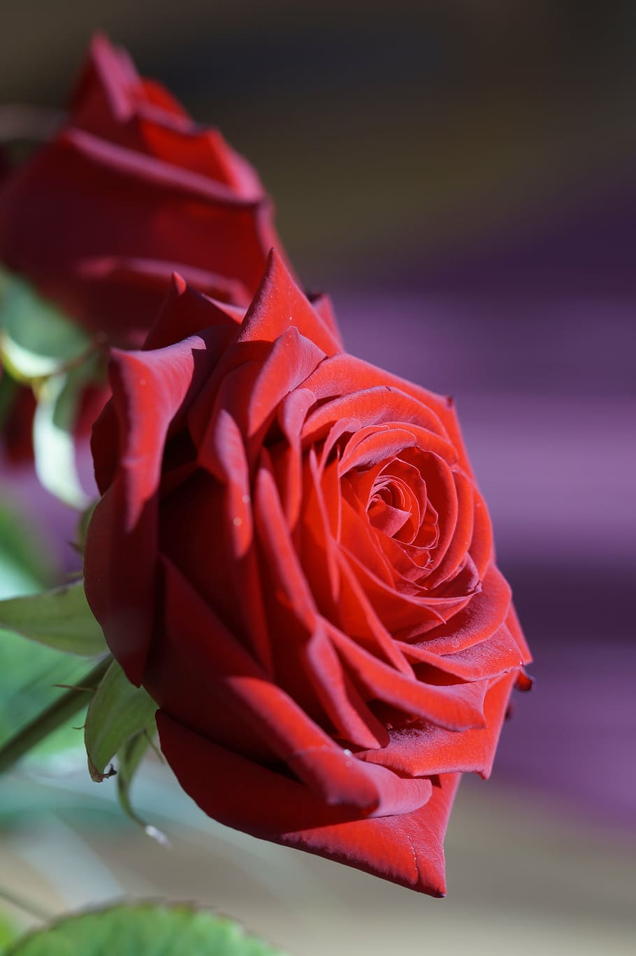rose, red, red rose, flower, blossom, bloom, rose bloom, plant, HD wallpaper
