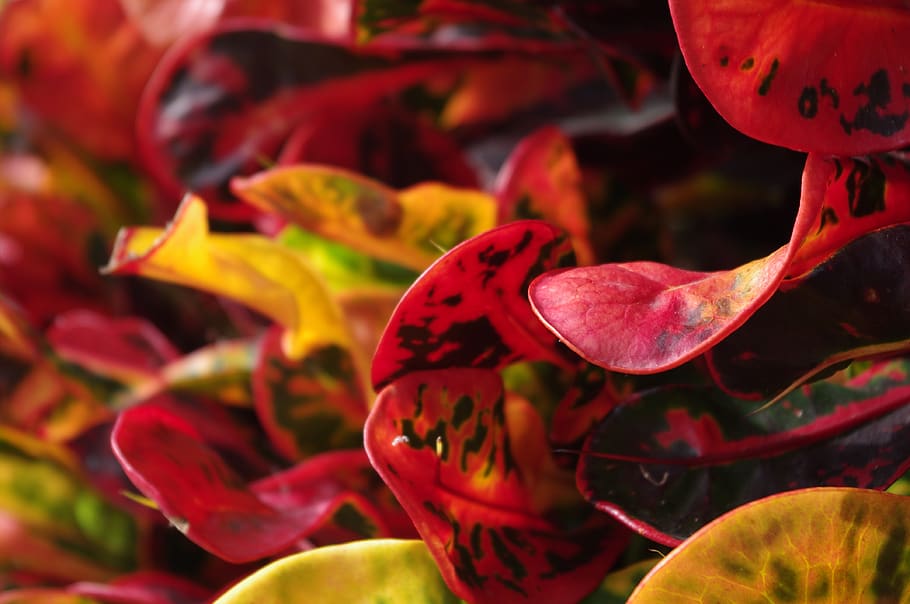 nature, plants, macro, close-up, red, beauty in nature, leaf HD wallpaper