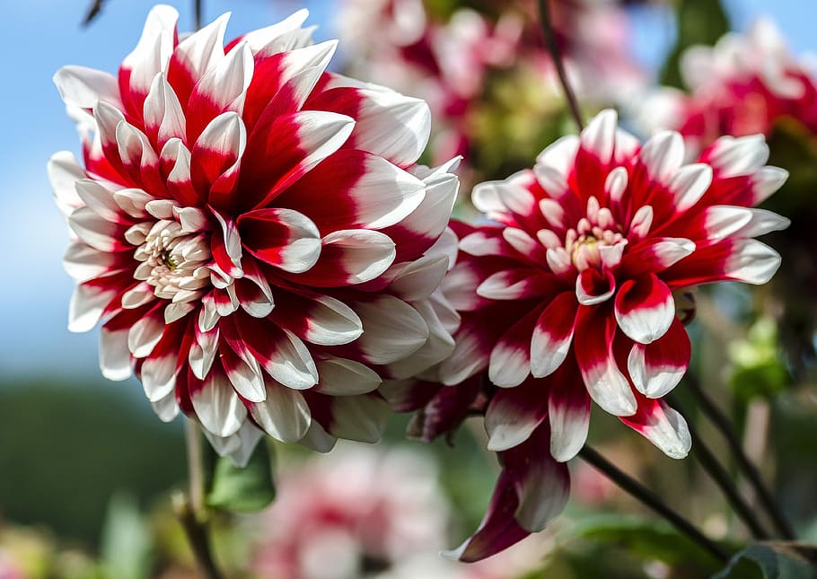 Daffodil, White, Blossom, Plant, red, colorful, bright, flower HD wallpaper