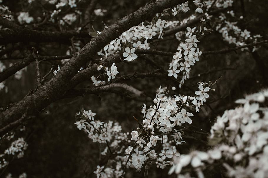 Pattern, Moody, Flowers, tree, nature, branch, day, no people HD wallpaper