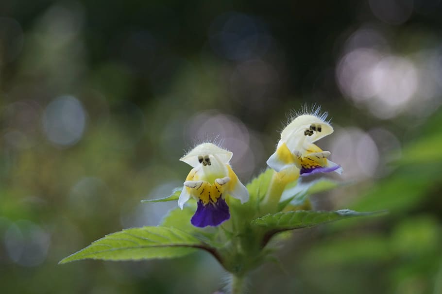 flower, close, spring, yellow, purple, flowers, flora, blossom HD wallpaper