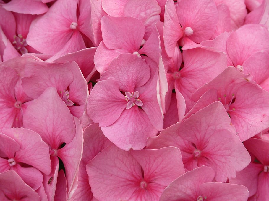 hydrangea, hydrangea macrophyll, ornamental shrub, pink, flower HD wallpaper