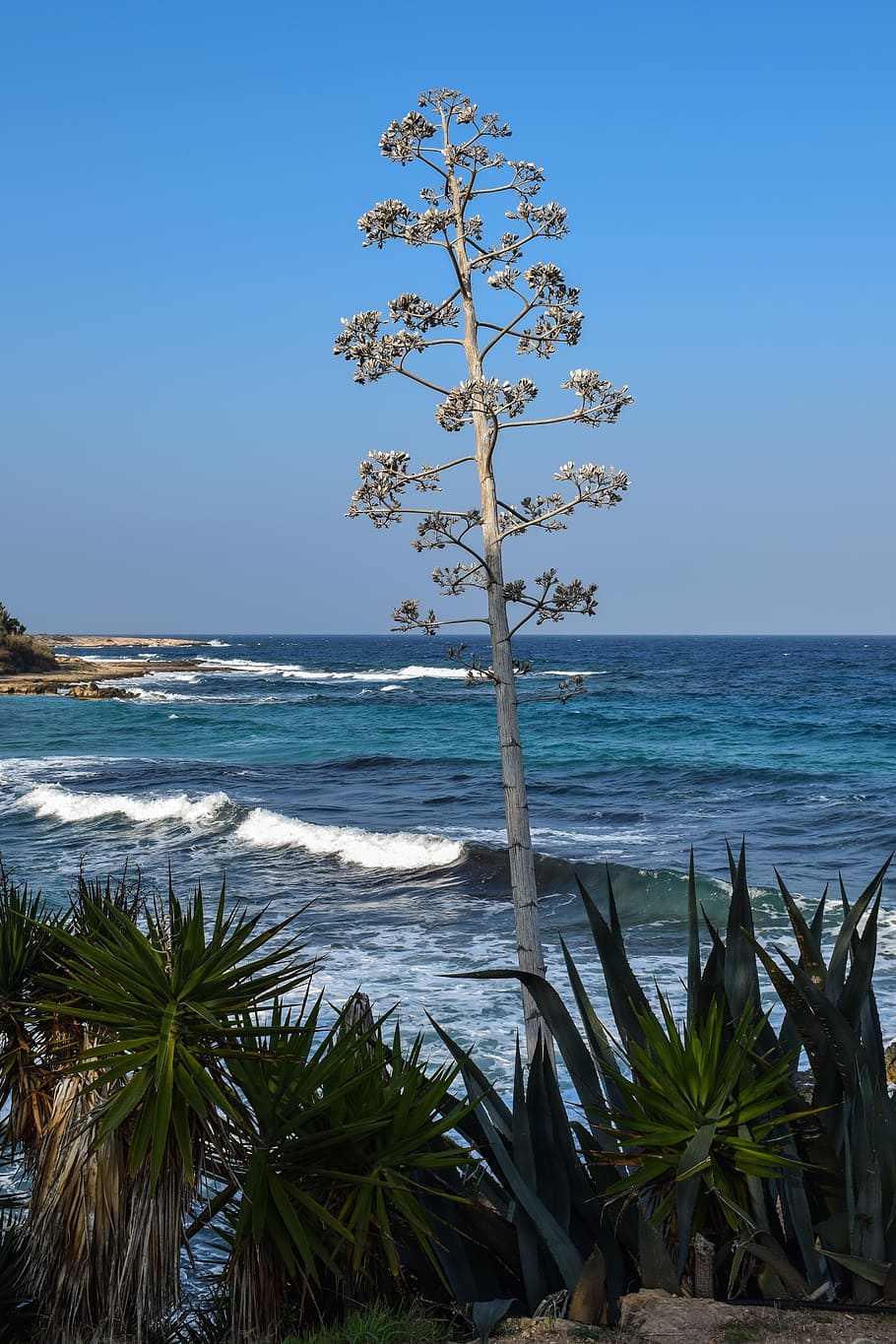 Tree, Cactus, Sea, Waves, Coast, protaras, cyprus, horizon over water HD wallpaper
