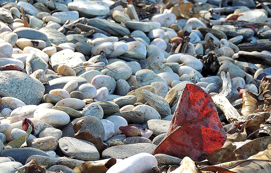leaf, red, rocks, sunlight, stone, beach, coastline, stone - object HD wallpaper