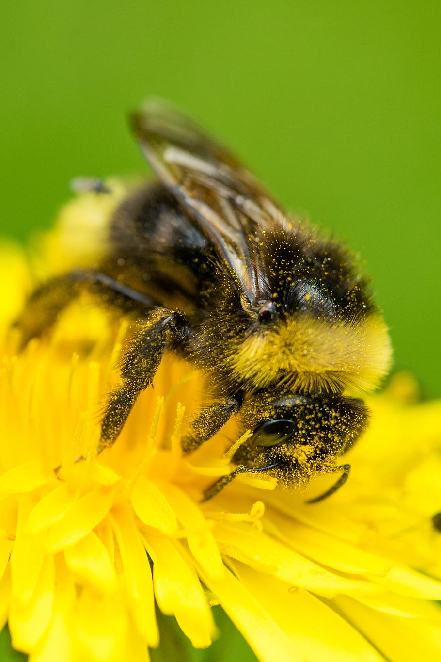 bee, pollination, blossom, bloom, macro, dandelion, flower HD wallpaper