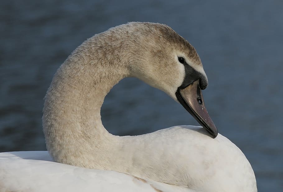 swan, beak, pond, bird, animal, bath, nature, wildlife, lake HD wallpaper