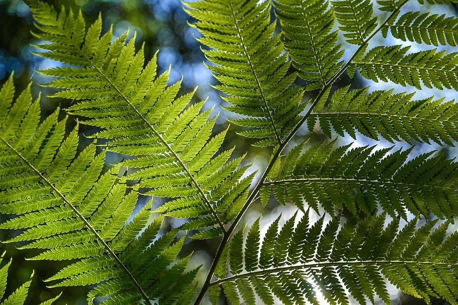 shallow focus photography of green leaves, tree fern, rainforest, HD wallpaper