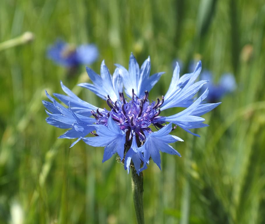 Sun, Nature, Cornflower, Blue, Blue, Green, plant, meadow, growth HD wallpaper