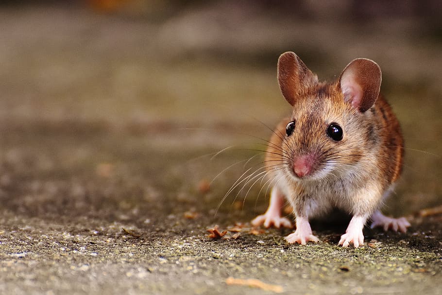 selective focus photography of brown rat, Mouse, Rodent, Cute, HD wallpaper