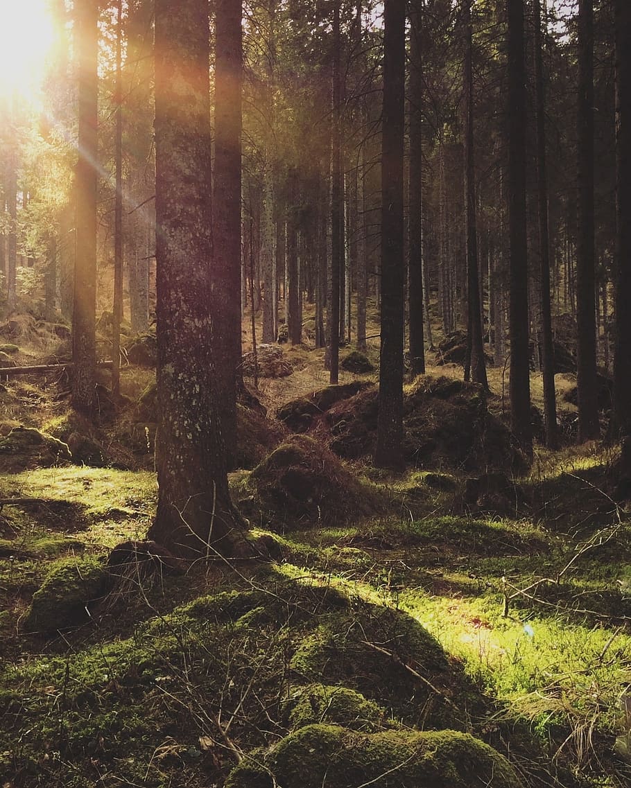 green, grass, forest, trees, plant, sunrise, sunset, sunshine HD wallpaper