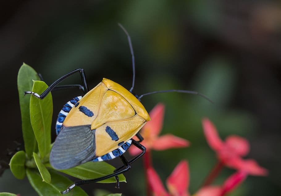 insect, human, face, bug, nature, garden, tropical, yellow HD wallpaper