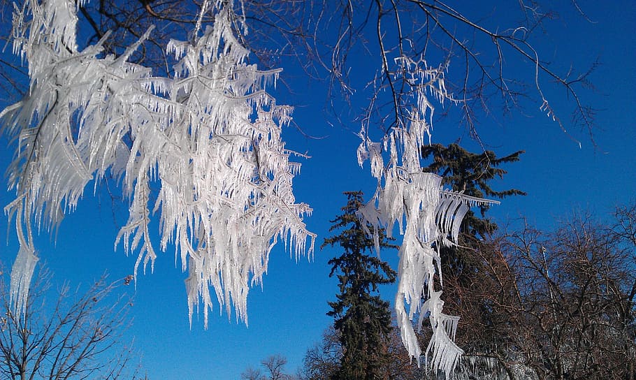 Winter, Tree, Ice, Branch, Cold, Nature, sky, blue, snow, plant HD wallpaper