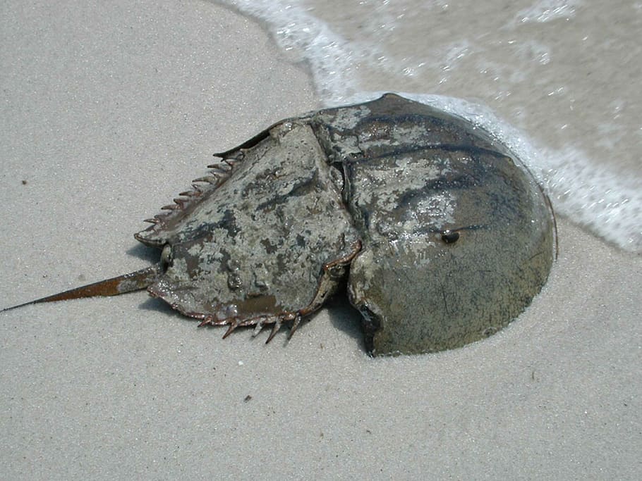 crab, horseshoe, male, macro, sand, beach, wildlife, crustacean