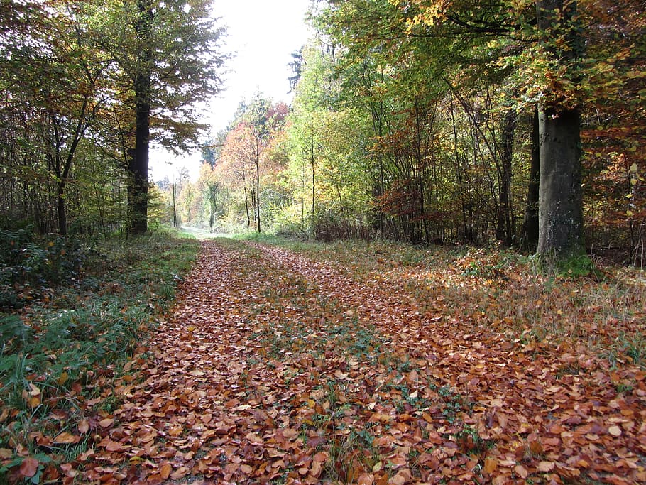 forest path, autumn, nature, tree, plant, change, leaf, plant part HD wallpaper