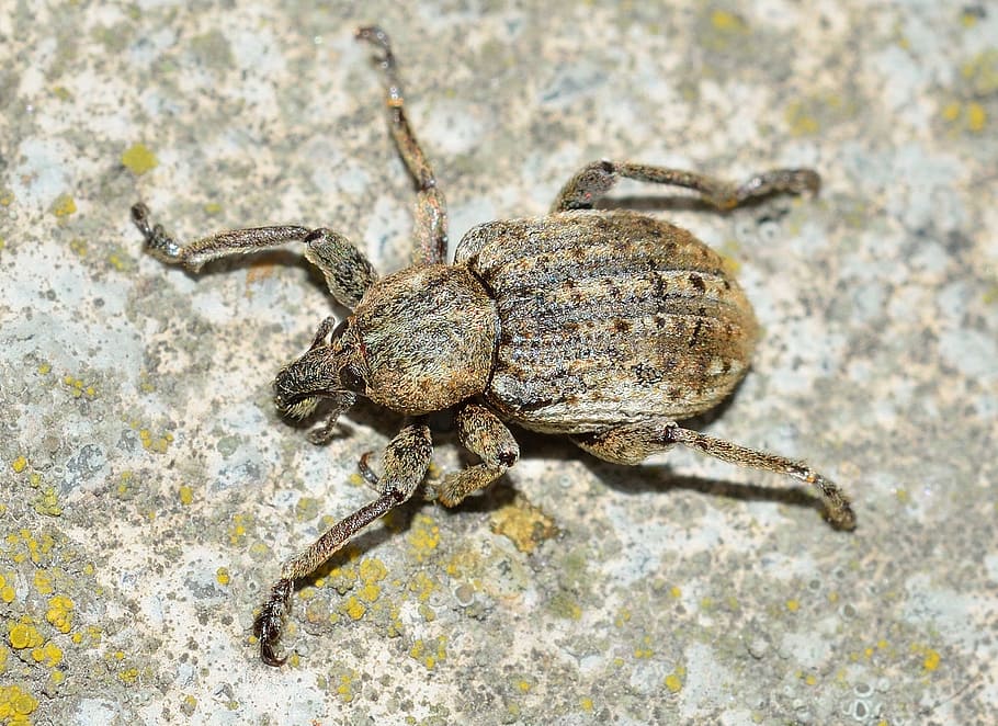 insects, beetles, weevil, animal, nature, wildlife, close-up HD wallpaper