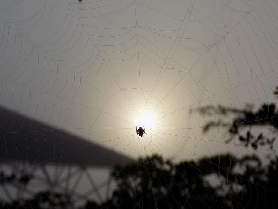 spider, web, sunset, nature, arachnid, dusk, backlight, spider web HD wallpaper