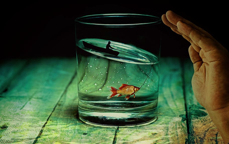 fish inside the clear drinking glass, water glass, angler, goldfish
