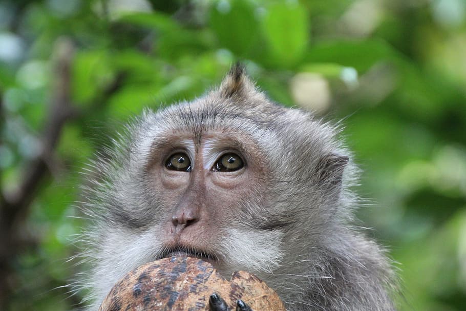 monkey, coconut, eyes, primate, animal wildlife, mammal, one animal HD wallpaper