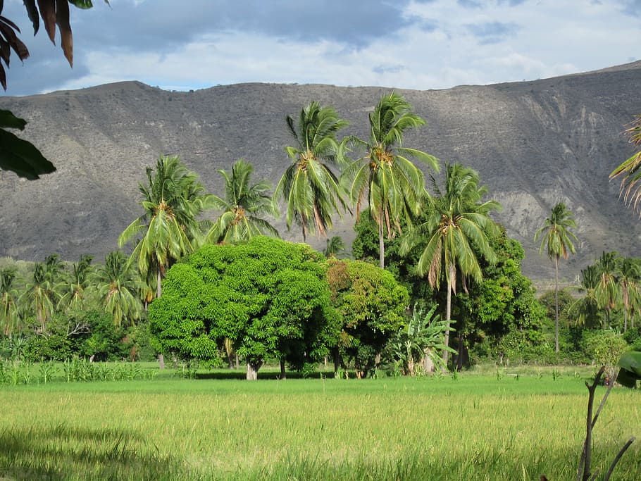 farm, jaén, peru, nature, plant, tree, landscape, green color HD wallpaper