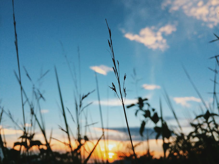 shallow focus photography of plant under clouds, selective focus photo of grass during golden hour HD wallpaper