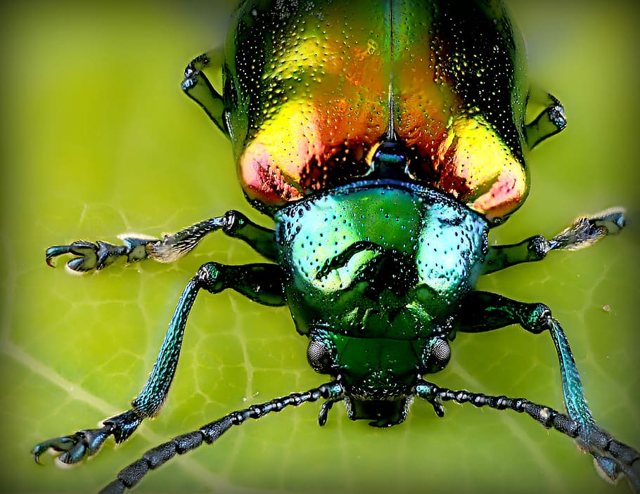 close up photo of beetle, micro photography of green june beetle on leaf, HD wallpaper