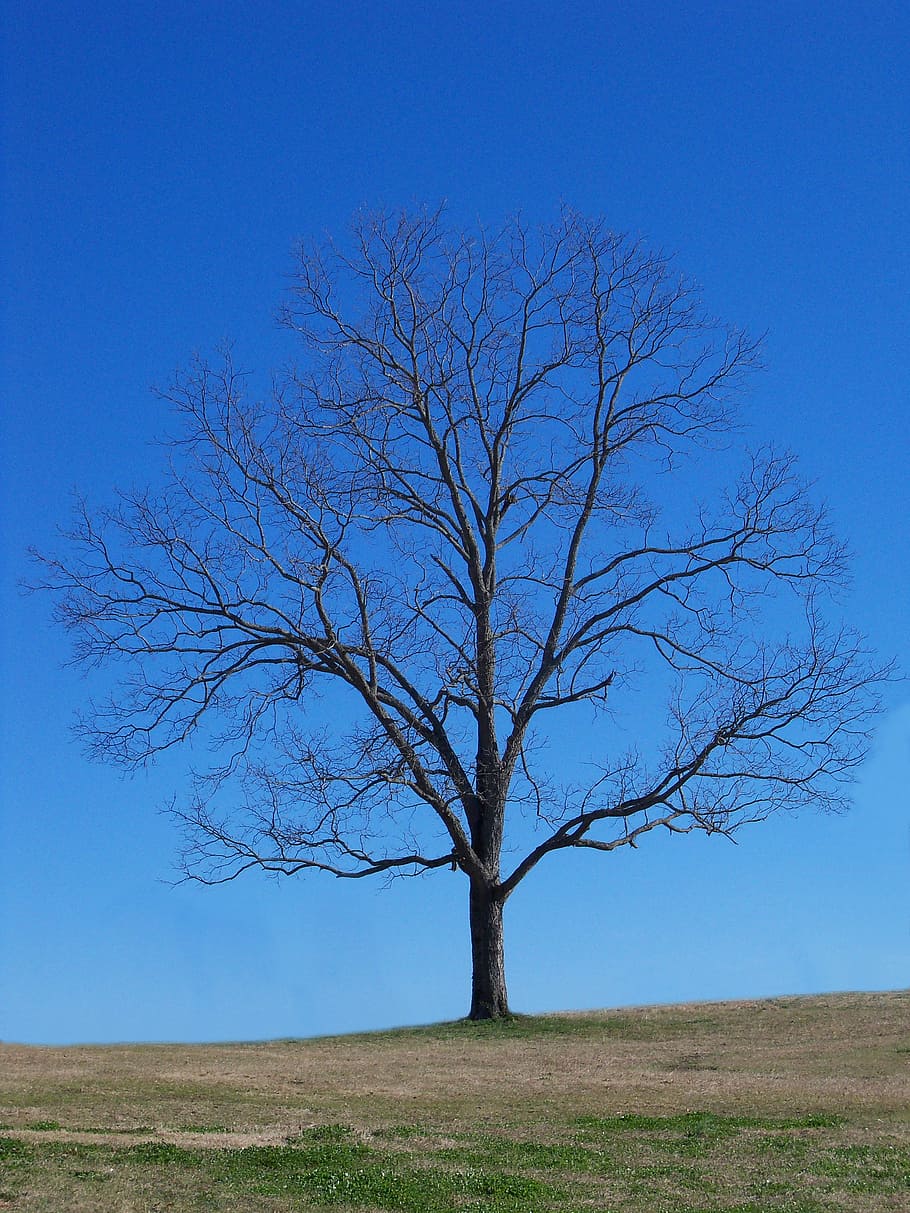 tree, blue, sky, nature, landscape, outdoor, branches, bare HD wallpaper