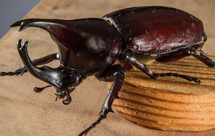 tropical beetles, rhinoceros beetle, riesenkaefer, close-up, HD wallpaper