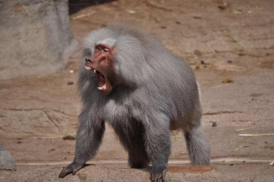 Baboon, Tooth, Roar, Area, monkey, primate, animal, mammal HD wallpaper