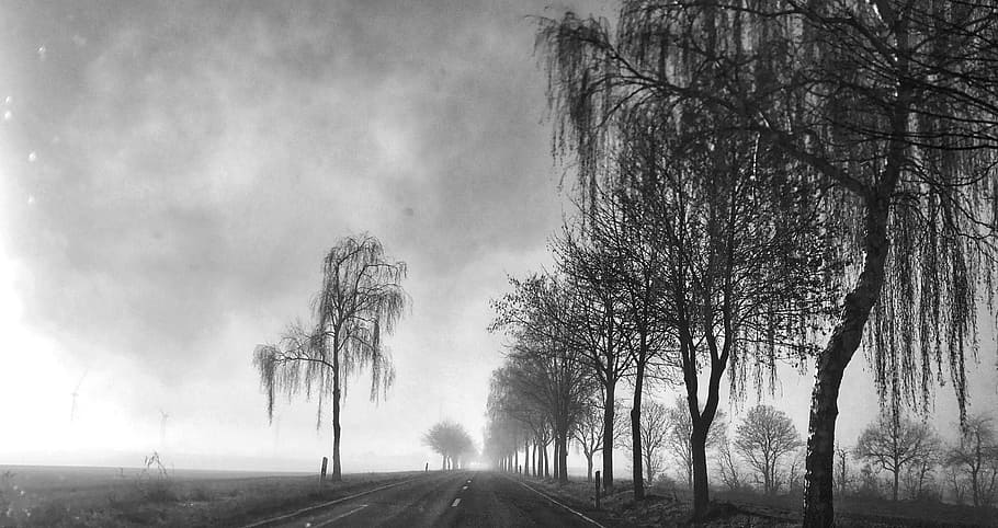 Road, Gloomy, Trees, Nature, Dark, landscape, sky, trueb, november mood, HD wallpaper