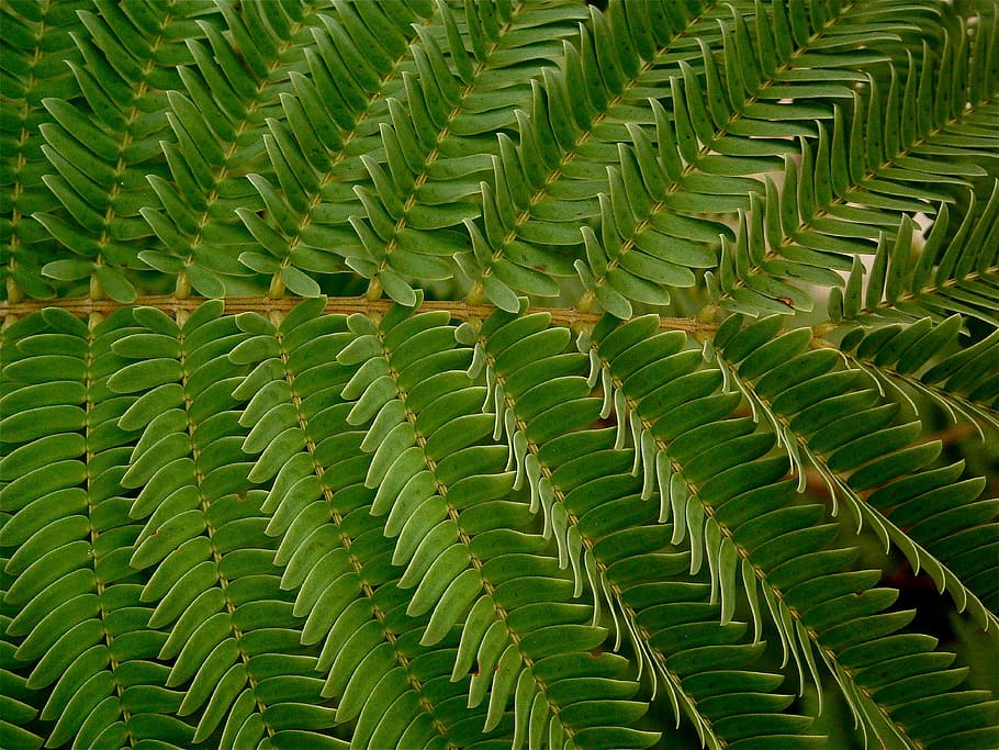 leaves, green, vegetable, tree, grass, backwards, texture, green color HD wallpaper