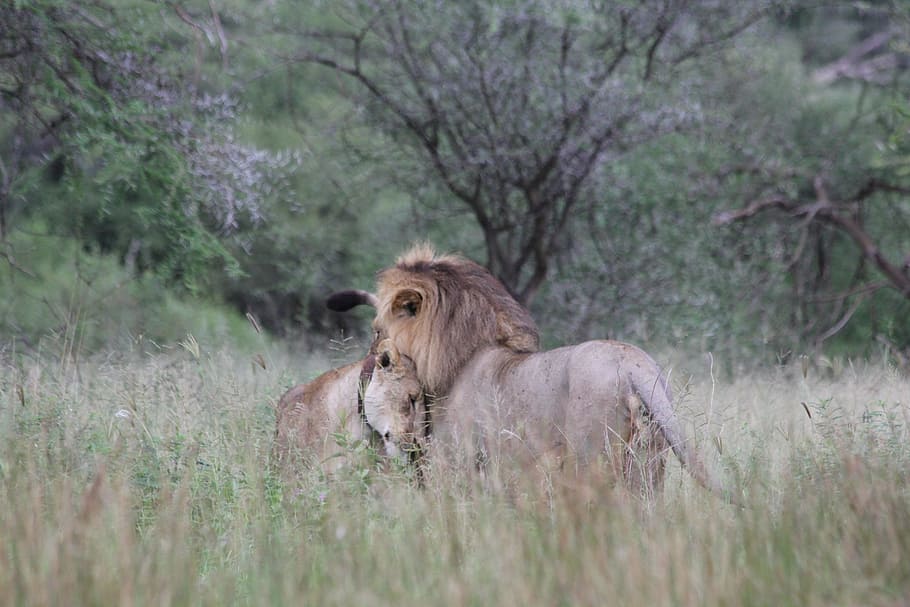 lion and lioness, couple, pair, africa, tanzania, tarangire, wild animal, HD wallpaper