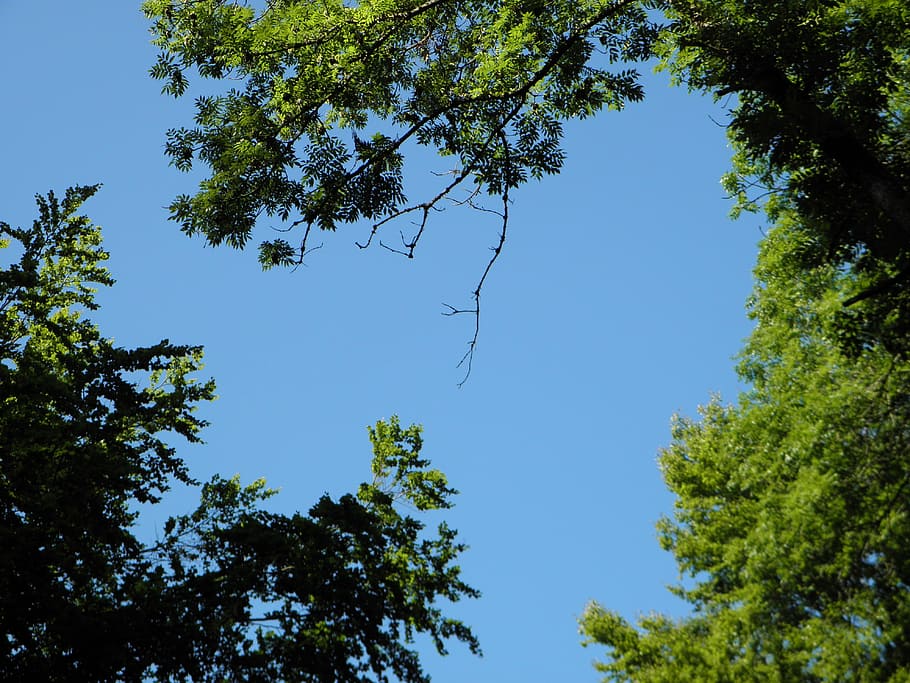 sky, blue, sunbeam, tree, trees, leaves, plant, growth, low angle view HD wallpaper