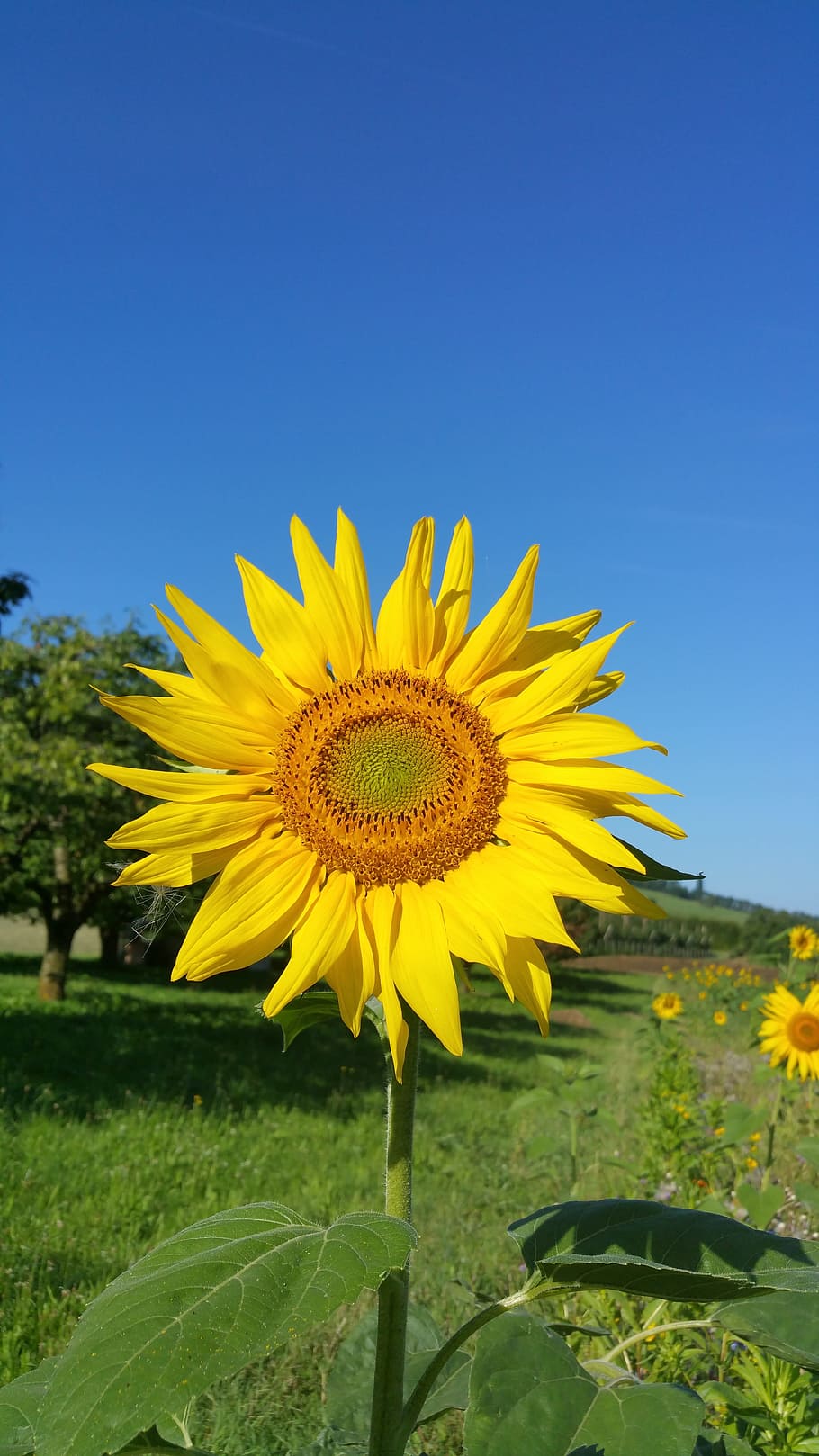 sun flower, meadow, owen, yellow, plant, flowering plant, growth HD wallpaper