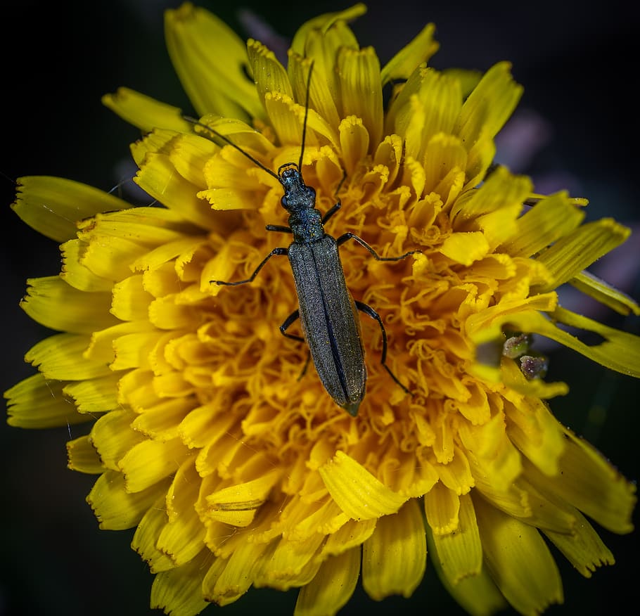 macro, insect, beetle, flower, flowering plant, invertebrate HD wallpaper