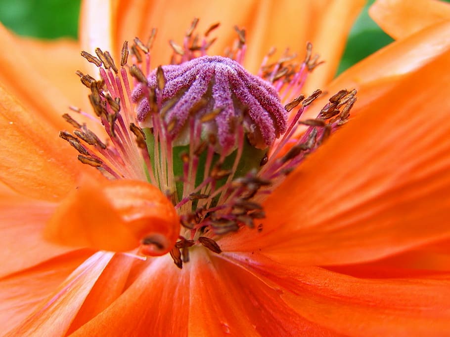 bloom, blossom, close-up, flora, flower, macro, nature, petals HD wallpaper