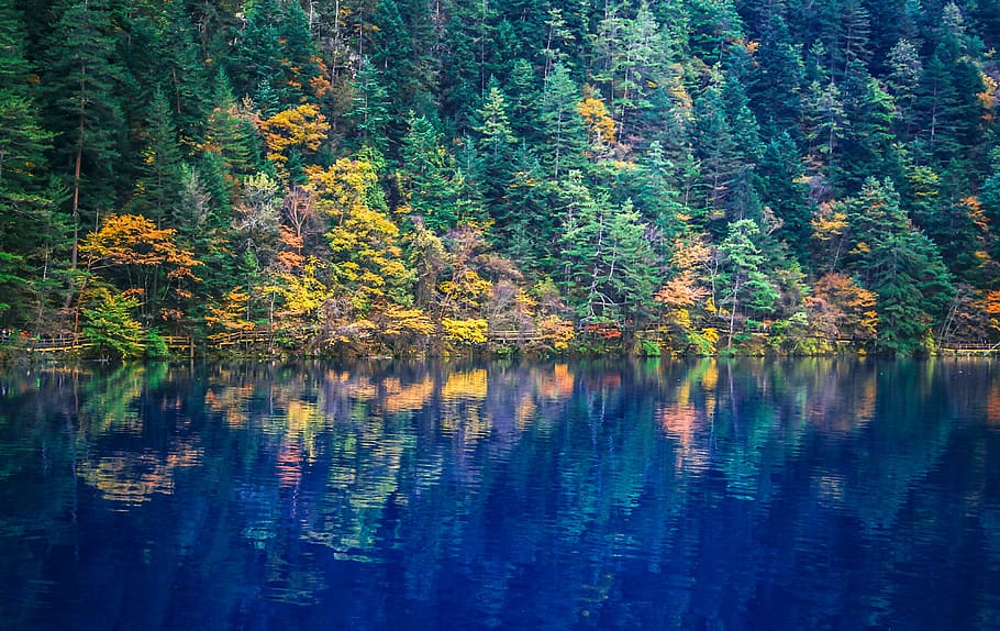 jiuzhaigou, natural, china, tree, water, plant, beauty in nature HD wallpaper