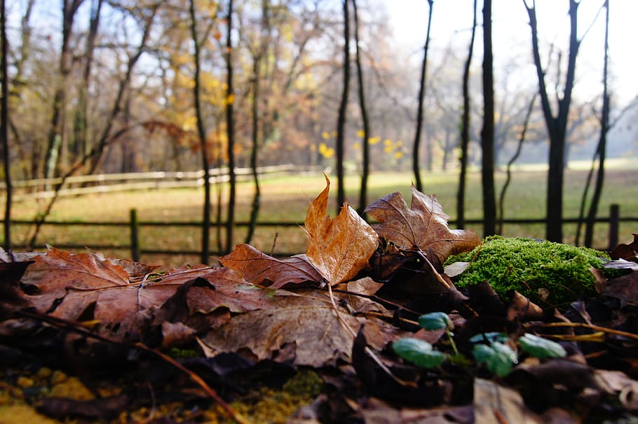 autumn, moss, leaves, coupling, forest, leaf, plant part, tree HD wallpaper