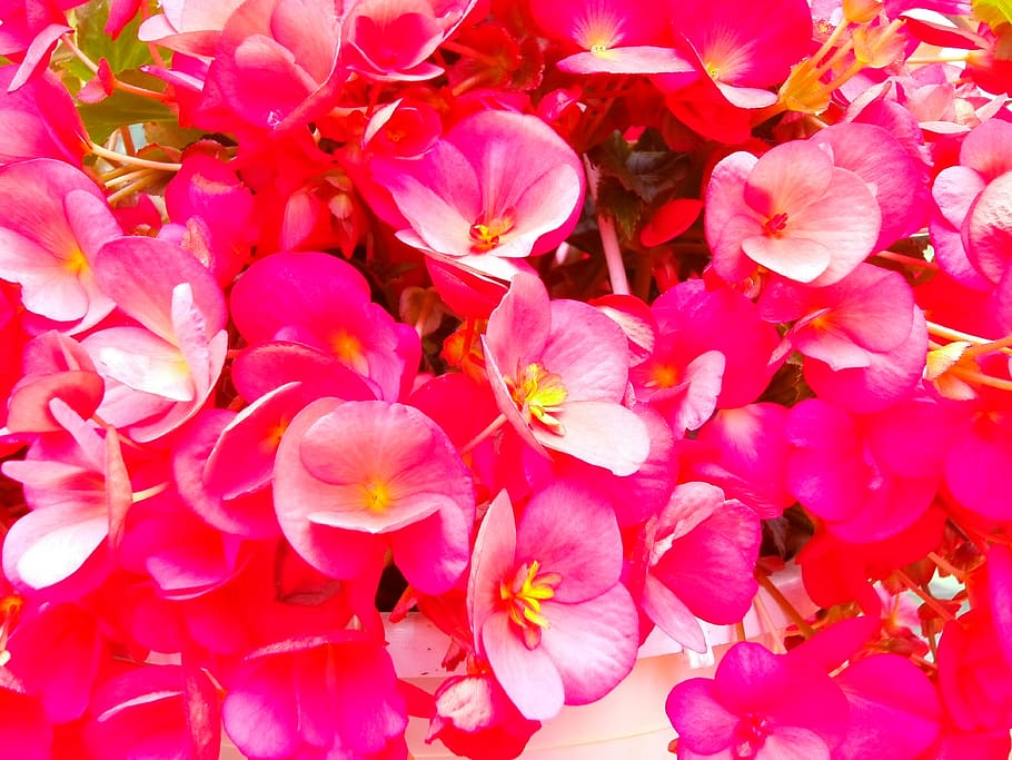 nature, flowers, petals, flower, bloom, blossom, delicate, flora HD wallpaper