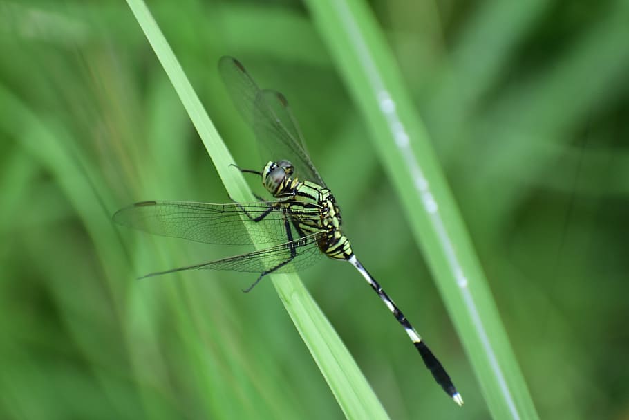 dragonfly, insect, predatory insect, carnivore, camouflage HD wallpaper