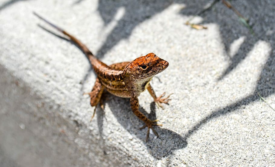 selective focus photography of red frog, brown lizard on ground HD wallpaper