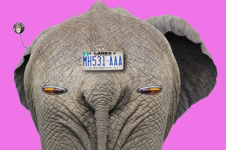 gray elephant with license plate, enrollment, intermittent HD wallpaper