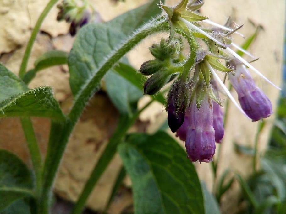comfrey, flower, faded, spread, pistil, inflorescence, drug HD wallpaper