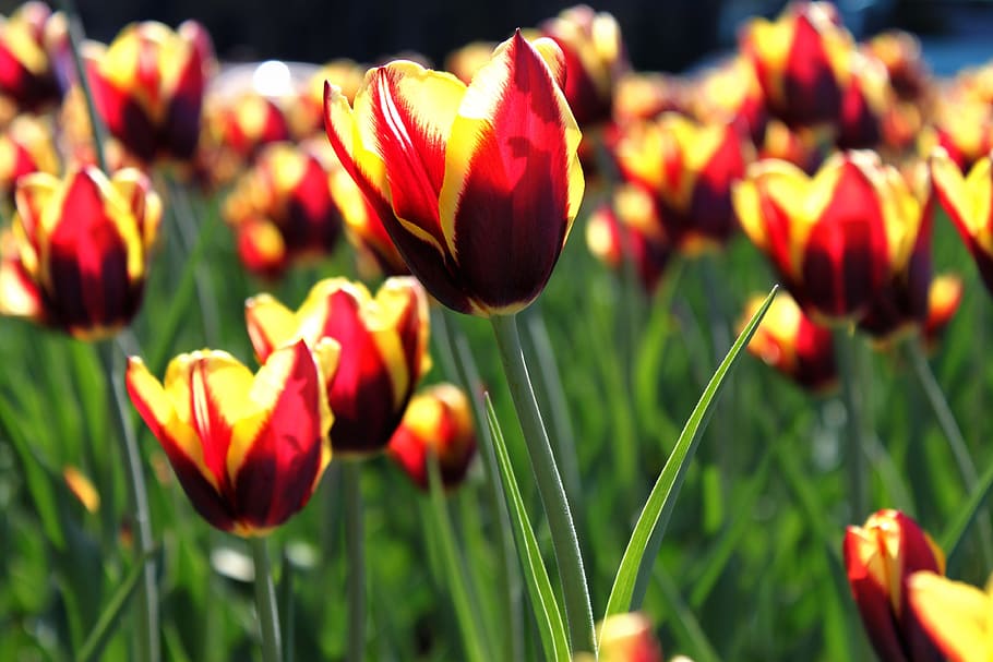 tulip, flower, bloom, spring, summer, green, close, yellow HD wallpaper