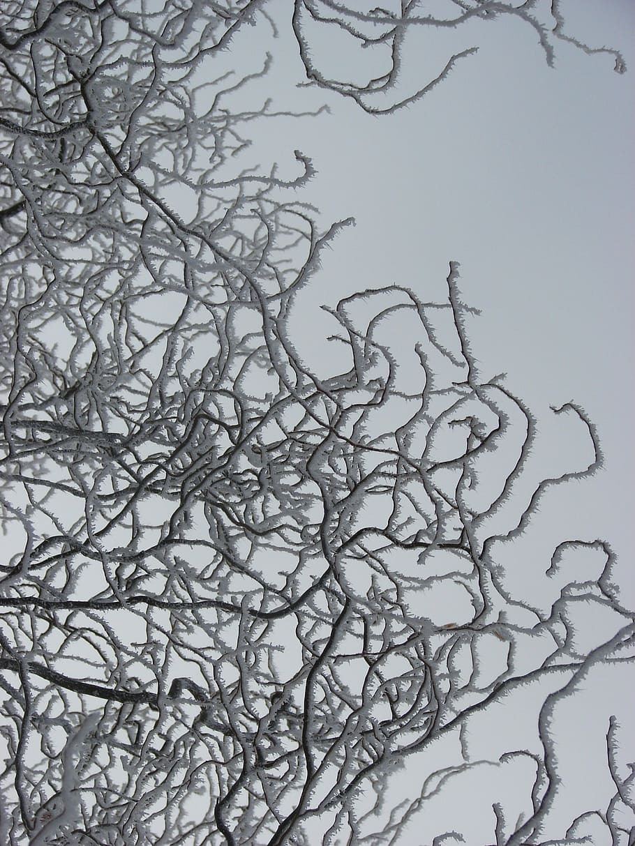 ice, branch, cold, snow, winter, tree, white, nature, frost HD wallpaper
